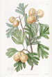 L'épine d'Aronia - Sydenham Edwards — widok dzieła