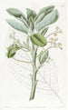 L'avocatier - Sydenham Edwards — widok dzieła