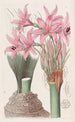 L'amaryllis de Banks - Sydenham Edwards — widok dzieła