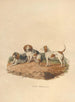 Le Beagle - Sydenham Edwards — widok dzieła