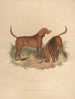 Le Chien de Sang - Sydenham Edwards — widok dzieła