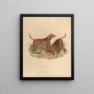 Sydenham Edwards - The Blood Hound.webp
