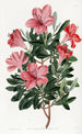 L'azalée chinoise rouge brique - Sydenham Edwards — widok dzieła