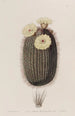 Le cactus balai - Sydenham Edwards — widok dzieła