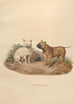 Le bouledogue - Sydenham Edwards — widok dzieła
