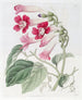 Le Bignonia Chérère - Sydenham Edwards — widok dzieła