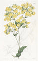 La fleur de pantoufle de Chiloé - Sydenham Edwards — widok dzieła