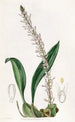 Le bolbophyllum coco - Sydenham Edwards — widok dzieła