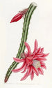 Le cereus rampant cramoisi - Sydenham Edwards — widok dzieła