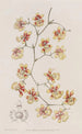 L'oncidium coussin - Sydenham Edwards — widok dzieła