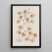 L'oncidium coussin - Sydenham Edwards — oprawiony obraz na ścianie