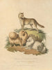 Le Chien de Nouvelle-Galles du Sud et le Chien de Poméranie - Sydenham Edwards — widok dzieła