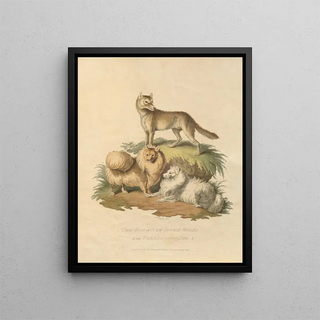 Sydenham Edwards - The Dog of New South Wales and the Pomeranian dog.webp