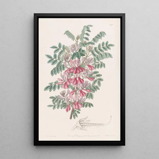 Sydenham Edwards - The Dosua Indigo.webp