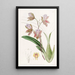 L'oncidium du duc de Bedford - Sydenham Edwards — oprawiony obraz na ścianie