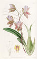 L'oncidium du duc de Bedford - Sydenham Edwards — widok dzieła