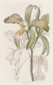 La cattleya à lèvres rugueuses du duc de Bedford - Sydenham Edwards — widok dzieła