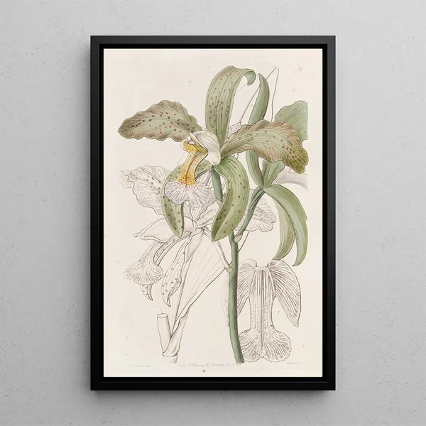 Sydenham Edwards - The Duke of Bedfords Roughlipped Cattleya.webp