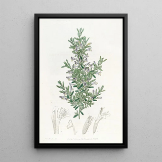 Sydenham Edwards - The Gillies Gardoquia.webp