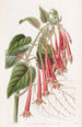 La fuchsia éclatante - Sydenham Edwards — widok dzieła