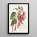La fuchsia éclatante - Sydenham Edwards — oprawiony obraz na ścianie