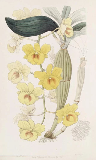 Sydenham Edwards - The Goldenarch Dendrobe.webp