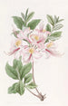 L'Azalée Blush Highclere - Sydenham Edwards — widok dzieła