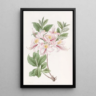 Sydenham Edwards - The Highclere Blush Azalea.webp