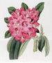 Le Rhododendron de Highclere - Sydenham Edwards — widok dzieła