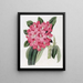 Le Rhododendron de Highclere - Sydenham Edwards — oprawiony obraz na ścianie