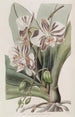 La Plante Papillon Indienne - Sydenham Edwards — widok dzieła