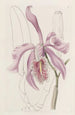 La Grande Cattleya - Sydenham Edwards — widok dzieła