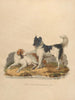 Le Chien de Terre-Neuve - Sydenham Edwards — widok dzieła