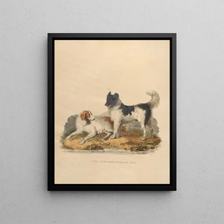 Sydenham Edwards - The Newfoundland dog.webp