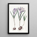 Le Crocus Vernal Peint - Sydenham Edwards — oprawiony obraz na ścianie