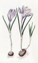 Le Crocus Vernal Peint - Sydenham Edwards — widok dzieła