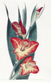 Le Gladiole Perroquet - Sydenham Edwards — widok dzieła