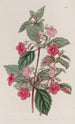 L'Achimenes Rose - Sydenham Edwards — widok dzieła