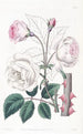 La Rose Ruga - Sydenham Edwards — widok dzieła