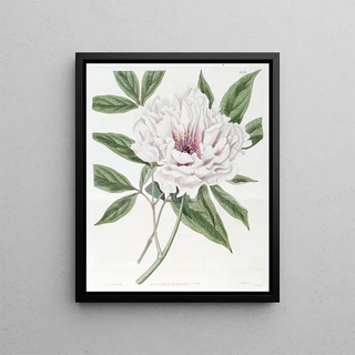 Sydenham Edwards - The SemiDouble Tree Paeony.webp