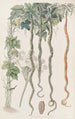 Le Concombre Serpent ou Fleur de Cheveux - Sydenham Edwards — widok dzieła