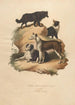 Le Chien de Berger et Le Cur - Sydenham Edwards — widok dzieła