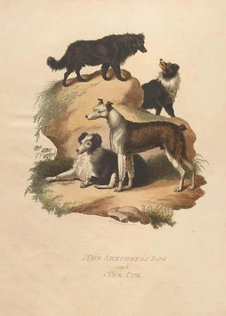 Sydenham Edwards - The Shepherds Dog and The Cur.webp