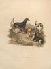 Le Terrier - Sydenham Edwards — widok dzieła