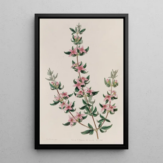 Sydenham Edwards - The Threeleaved Boronia.webp