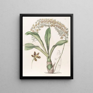Sydenham Edwards - The Tigerspotted Letterleaf.webp