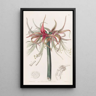 Sydenham Edwards - The Tumbler Sprekelia Shorterflowered variety.webp