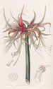 La Sprekelia à fleurs courtes - Sydenham Edwards — widok dzieła
