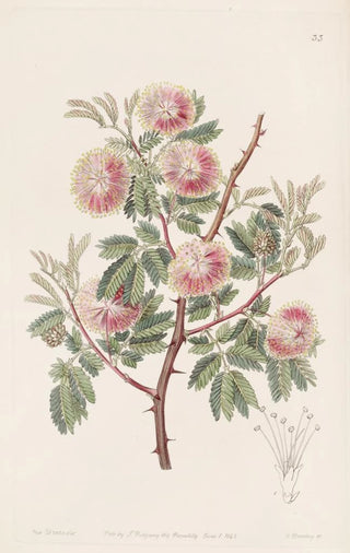 Sydenham Edwards - The Uruguay Mimosa.webp