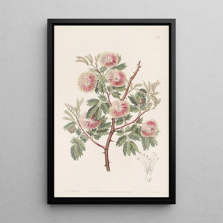 Sydenham Edwards - The Uruguay Mimosa.webp